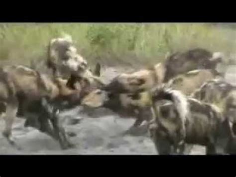 Perros Canibales - YouTube