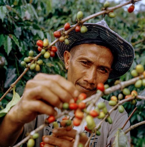 How to find sustainable and ethical coffee – Artofit