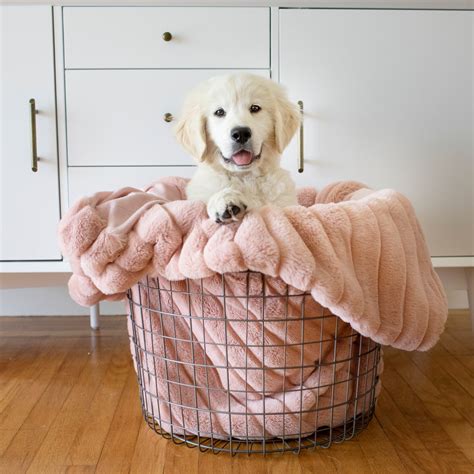 Socializing your Puppy? New Puppy Exposure & Socialization Checklist