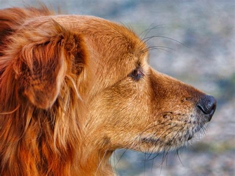 100+ Free Doggy Style & Dog Images - Pixabay