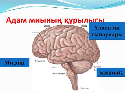 Адам миының құрылысы және қызметі - презентация онлайн