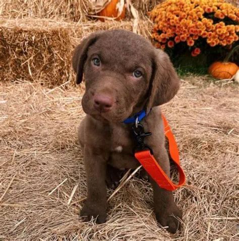 15 Adorable Photos Of Chesapeake Bay Retriever Puppies With Pure Beauty - ilovedogscute.com