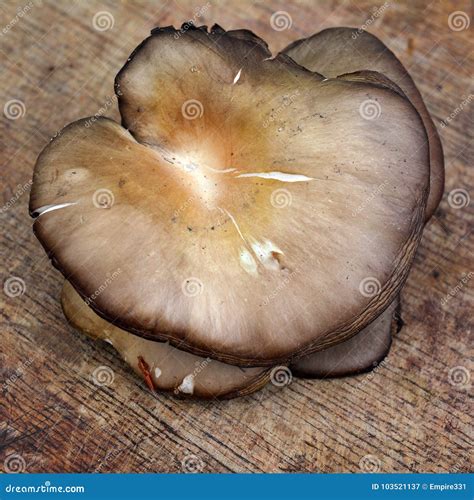 Pleurotus Ostreatus Mushroom 1