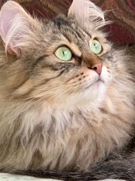 Cherished Siberians - Siberian Cat Breeder from Unionville, Virginia