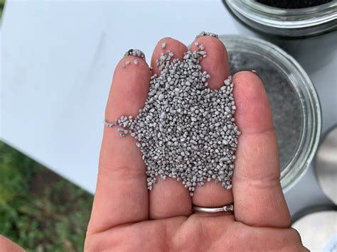 Faba Beans Seeding | Saskatchewan Pulse Growers