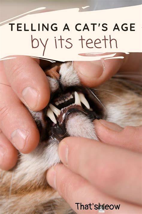 Kitten Age Teeth Chart - Educational Chart Resources