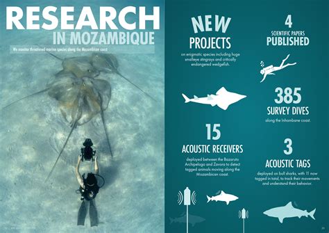 Mozambique-Projects — Marine Megafauna Foundation