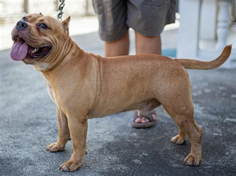 American Bulldog Shedding: Tips for Managing Coat Loss