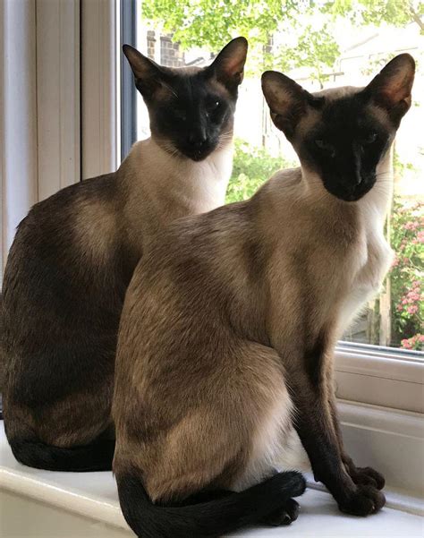 cute siamese cats rcuteanimalstogether