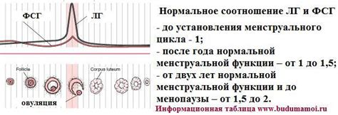 Лютеинизирующий гормон, ЛГ, LH.