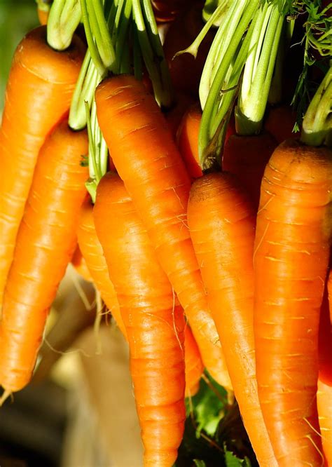 How to Store Carrots — Best Methods to Preserve So They Can Last for Months