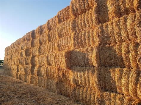 Premium Photo | Concept farmer collecting straw and hay