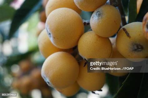 Loquat Tree Photos and Premium High Res Pictures - Getty Images