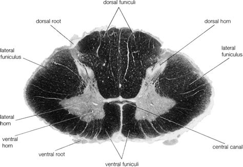 dorsal horn anatomy britannica