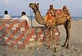 categoryindia photographs  matthew  rader wikimedia commons