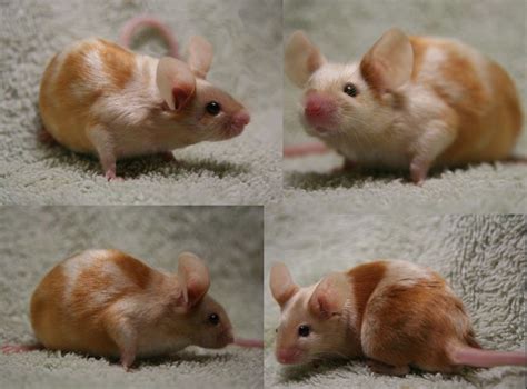 Baby mouse care guide information | hostalelportalico