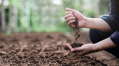 How to add phosphorus to soil: 5 organic methods | Homes and Gardens