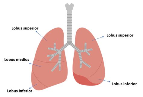 jumlah gelambirlobus  paru paru kanan