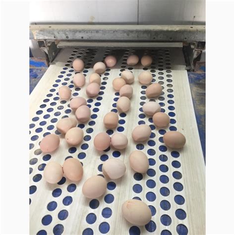 Продам инкубационное яйцо, Ростов-на-Дону — APKRU.com