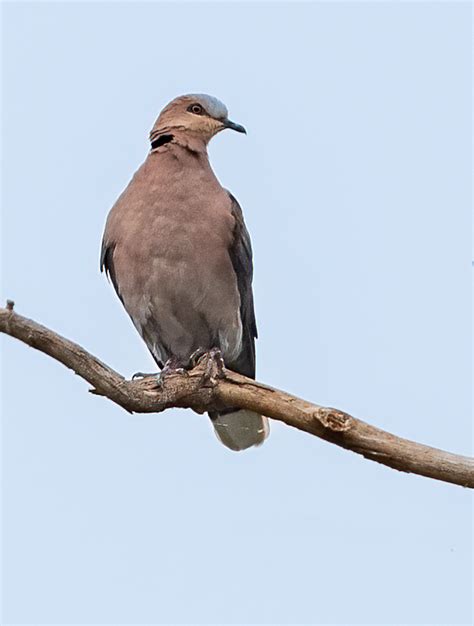 Red-eyed Dove - Owen Deutsch Photography