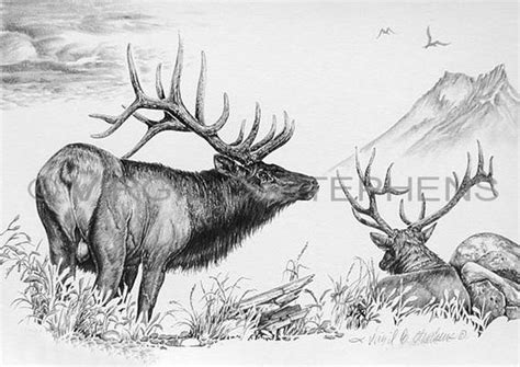 Bull Elk Drawing at PaintingValley.com | Explore collection of Bull Elk ...