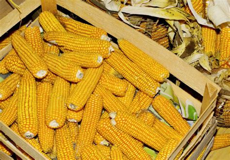 how to know if corn is ready to pick