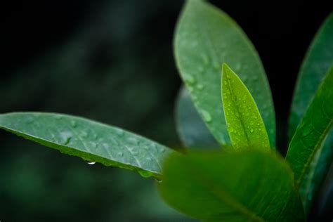 Green Leaf Plant · Free Stock Photo