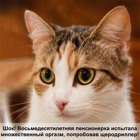 роял канин паучи для кошек — Postimages