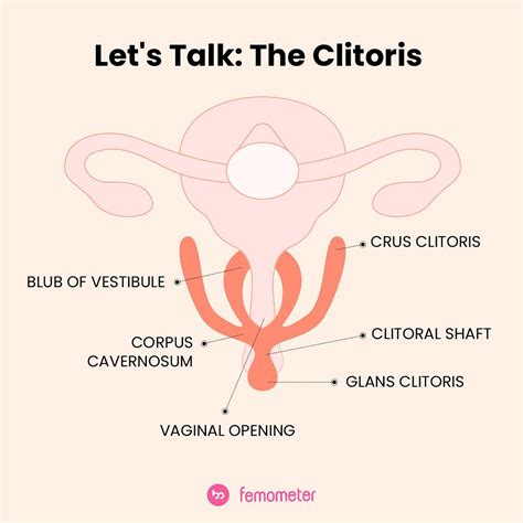 femometer health app  clitoris       function