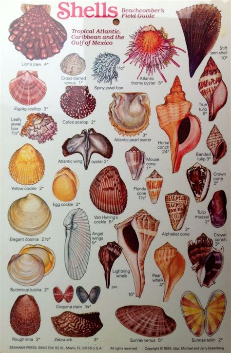 coquillage larousse encyclopedie larousse en ligne coquillage