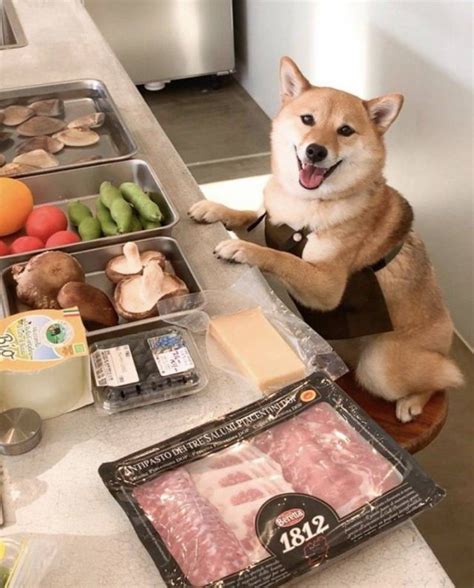 chef | Dogs | Know Your Meme