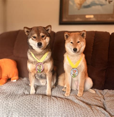 Tobitatsu Shiba Inu | Minnesota AKC Shiba Inu Preservation Breeder