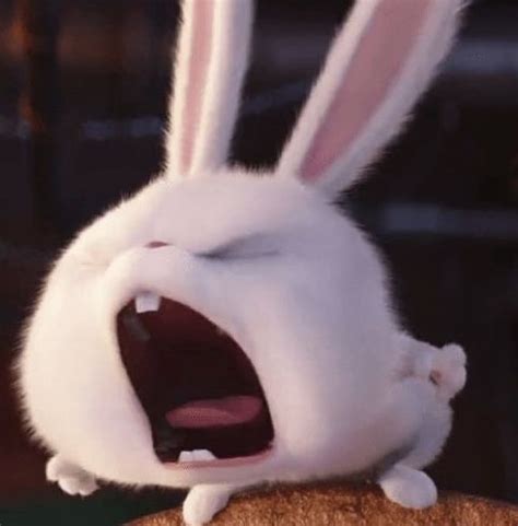 Pin by Dat Huynh on Meme | Snowball rabbit, Cute bunny cartoon, Cartoon ...
