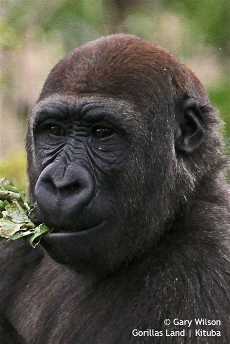 gorillas land kituba