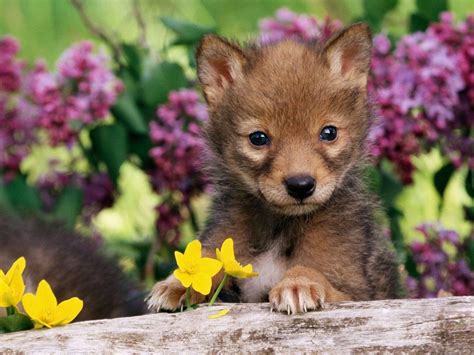 wolf puppies wallpapers wallpaper cave