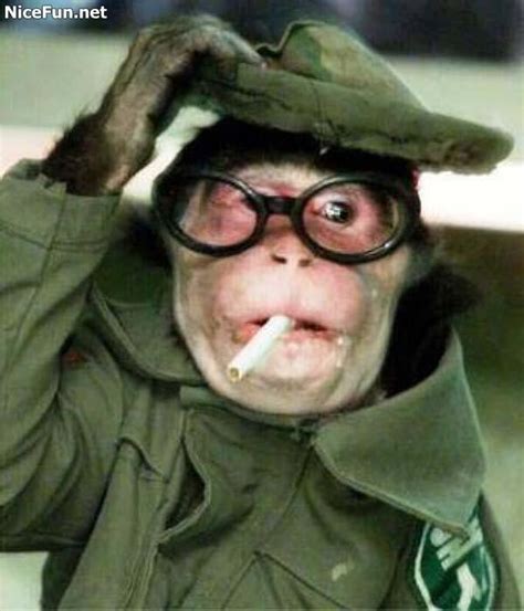 Funny Animals: Funny Monkey, Funny Monkey Faces