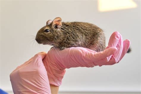 Best Pet Rodents: 8 Types Of Rodents To Keep As Pets