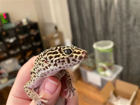 Guide- asking for Sex & Morph ID w/leopard geckos - Leopard Geckos