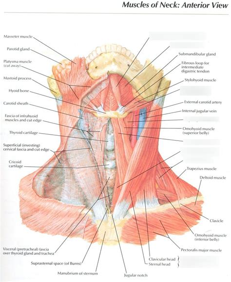 Neck Muscles Diagram | Quizlet