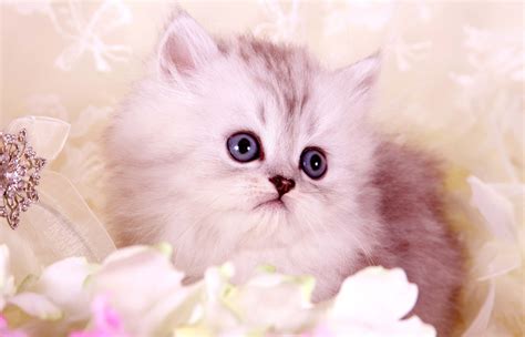 Fluffy Persian cutie kitty : catpictures