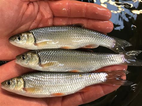 Chub Fish