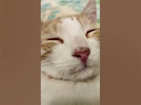 у Симбочки балячка на носики 😥 #кошка #кот #cat #симбочка #котики # ...