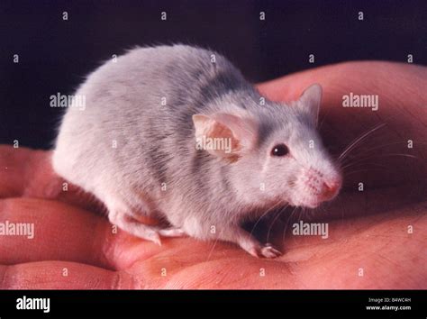 field mouse stock photo alamy