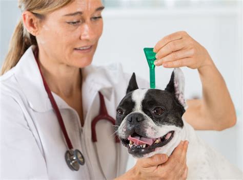 Fleas Control - Best Pest Control in Vancouver | Pesthub