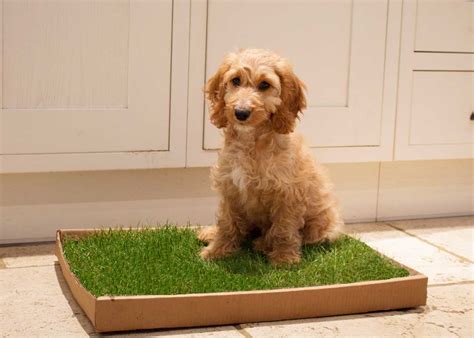 piddle patch net worth 2024