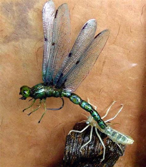 a green dragonfly sitting on top of a piece of wood next to another insect