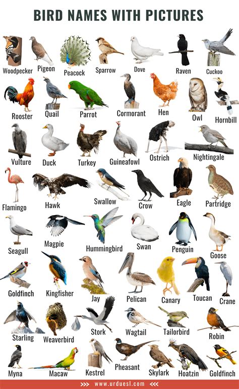 bird animal list 9