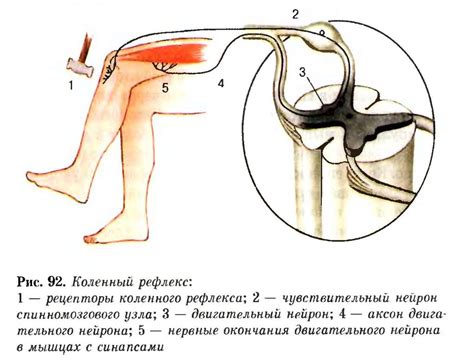Спинной мозг - презентация онлайн