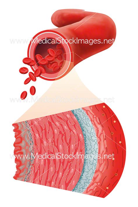 structure   artery wall medical stock images company