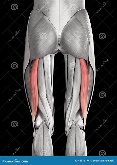 Biceps femoris long head stock illustration. Illustration of physiology